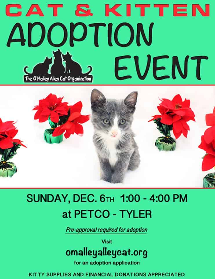 Cat Adoption Event Ideas