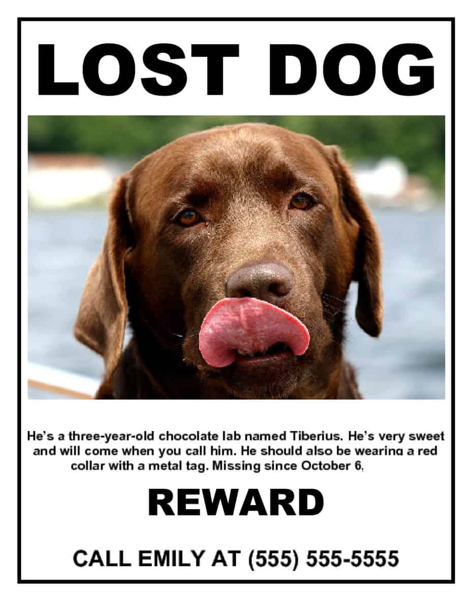 Pets find out. The Lost Dog. Missing Dog. The Dog is Lost. Lost Dog ads.
